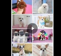 合肥熱門犬舍常年出售寵物狗 品種齊全 保證健康純種