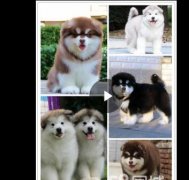 合肥熱門犬舍常年出售寵物狗 品種齊全 保證健康純種